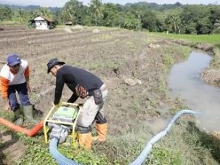 Merah Putih Memanggil Kita Turun Ke Sawah