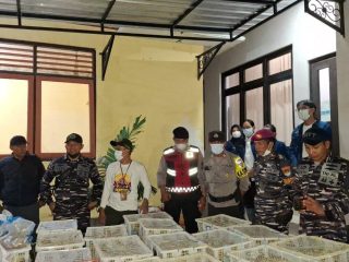 TNI AL Ungkap Penyelundupan Satwa Liar Melalui Jalur Laut ke Denpasar