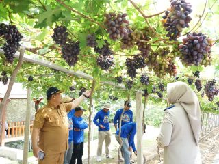 Kebun Anggur Duyu Bersolek, Bukti Kerja GTRA Hadirkan Agrowisata Favorit Palu