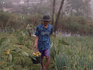 Kisah Petani Sayuran di Lereng Merapi: Penghasilan Melonjak Berkat Program MBG