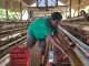 Sempat Sulit Terjual, Kini Seluruh Telur Peternak Ayam Ini Terserap Berkat MBG
