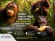 Di Balik Operasi Migas Kalimantan, Ada Upaya PHI Selamatkan Habitat Orang Utan