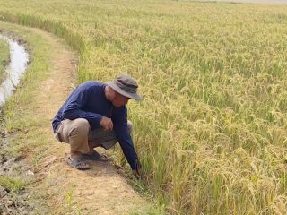 Petani Cirebon Rasakan Manfaat Program Prabowo, Pompanisasi Jaga Sawah Tetap Produktif di Musim Kemarau